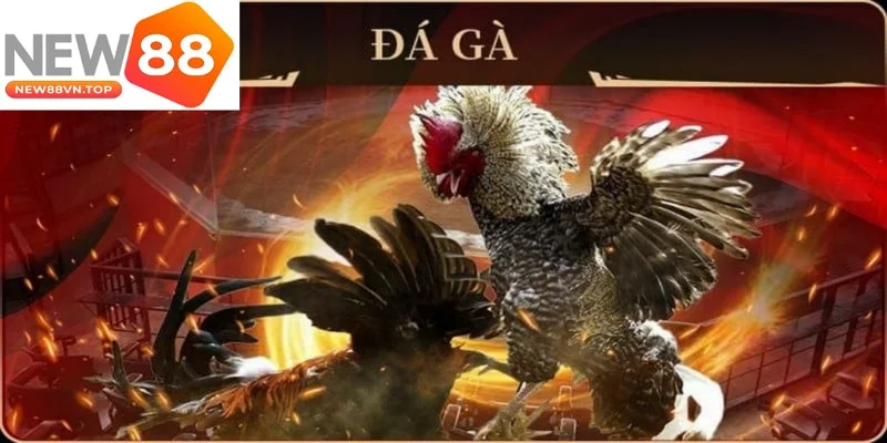 da ga new88 cung cap tat ca cac tran dau hap dan tu truong dua ga quoc te da ga new88 cung cap tat ca cac tran dau hap dan tu truong dua ga quoc te